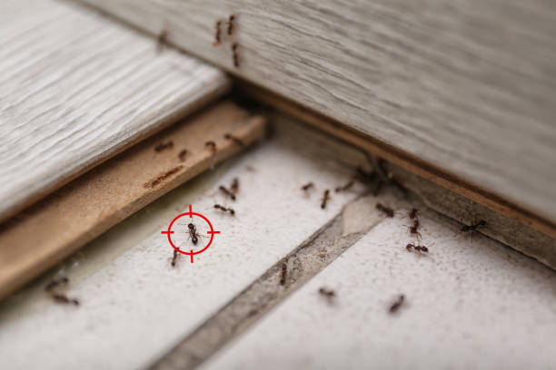 Best Affordable Pest Control Services  in Hattiesburg, MS