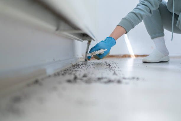 Best Termite Control Services  in Hattiesburg, MS